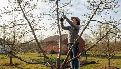 Arborist pruning fruit tree in Salisbury MD backyard orchard for healthy growth and better harvest