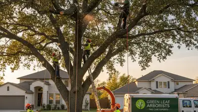 Arborist performing precise tree pruning in Salisbury, MD for healthy, storm-resistant trees