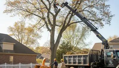 Arborist performing professional tree removal in Salisbury, MD for storm-damaged oak tree