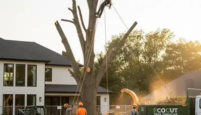 Arborists performing professional tree removal in Salisbury, MD for safe and healthy property maintenance