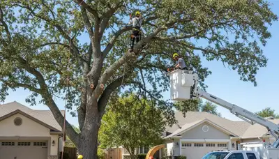 Arborist trimming coastal oak tree in Salisbury, MD for Chop Chop Tree service