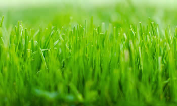 Lawn Service in Salisbury MD Lawn Care in Salisbury MD Lawn Mowing in Salisbury MD Lawn Professionals in Salisbury MD