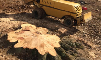 Stump Removal in Salisbury MD Stump Removal Services in Salisbury MD Stump Removal Professionals Salisbury MD Tree Services in Salisbury MD