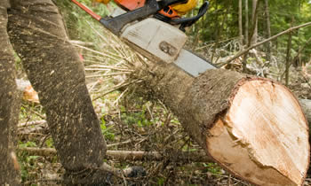 Tree Service in Salisbury MD Tree Service Estimates in Salisbury MD Tree Service Quotes in Salisbury MD Tree Service Professionals in Salisbury MD 