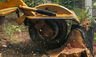 Stump Removal in Salisbury MD