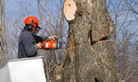 Tree Removal in Salisbury MD