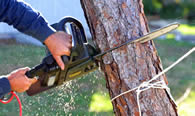 Tree Trimming in Salisbury MD